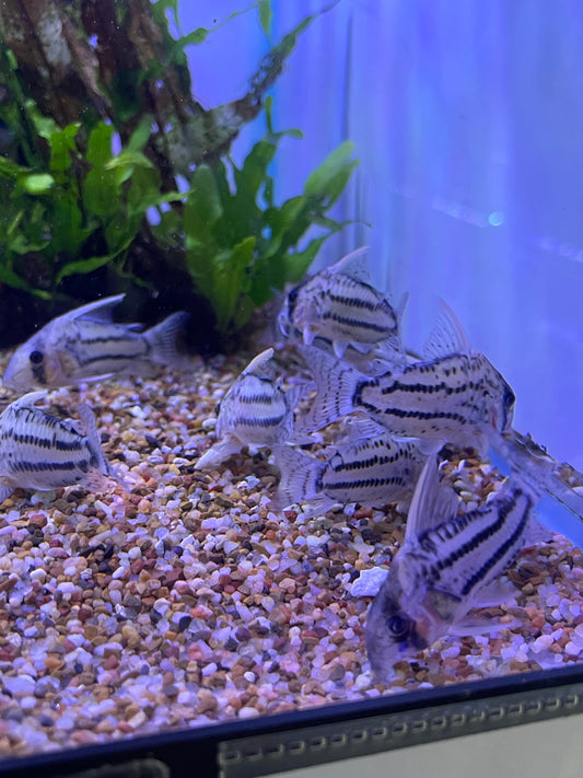 CW028 Corydoras Super Schwartzi