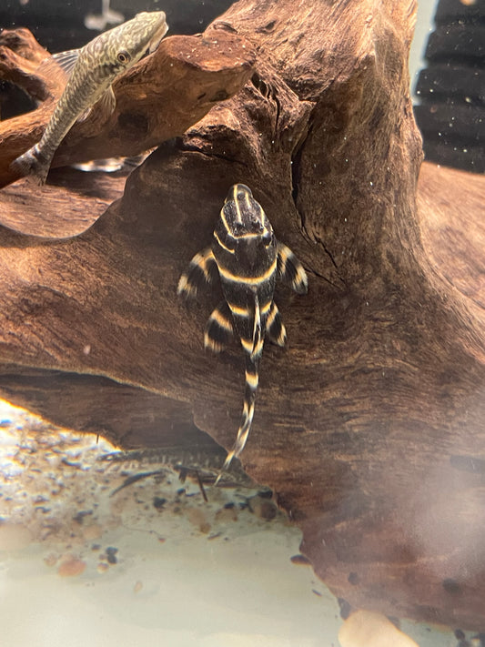 L204 Flash Zebra Pleco (Panaqolus Albivermis)