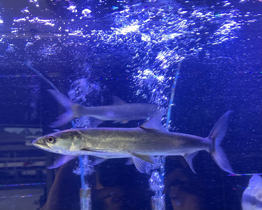 Chinese Tiger Bambusa (Elopichthys Bambusa)