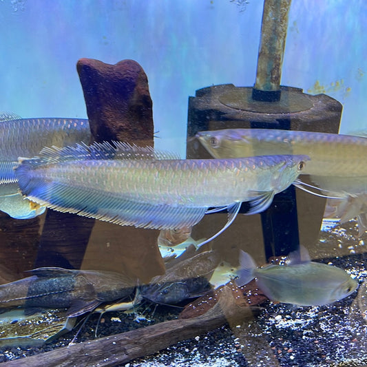 Black/Blue Arowana