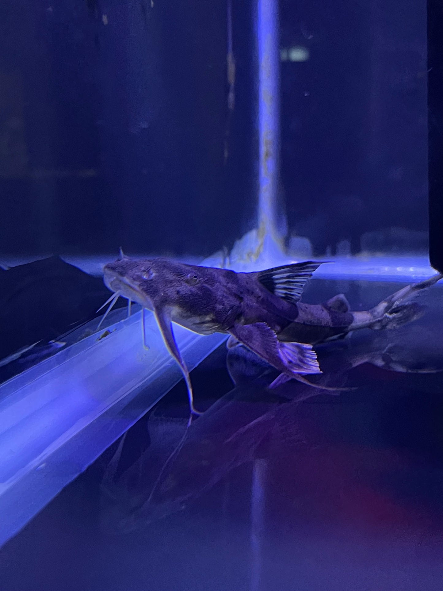 Goonch Catfish (Bagarius sp  )