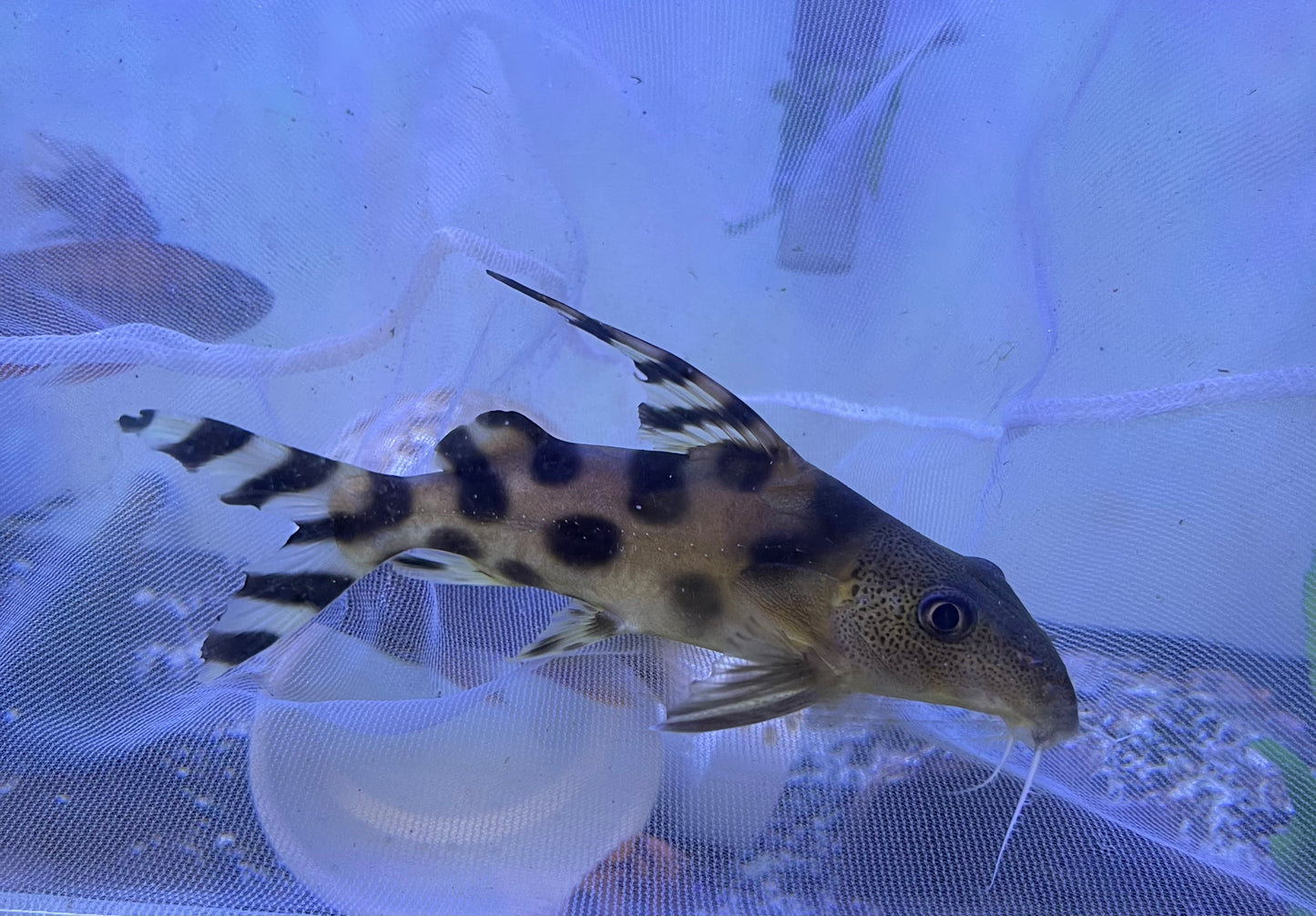 Synodontis Decorus