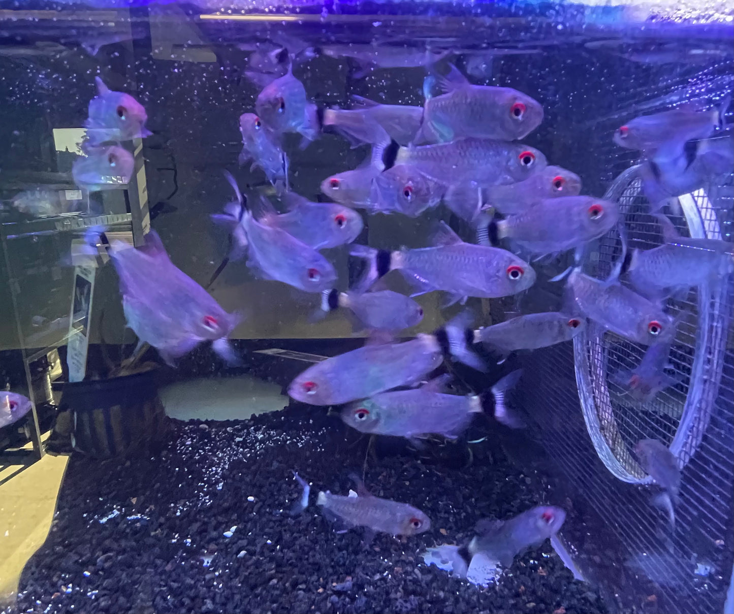 Red Eye Tetra (Moenkhausia Sanctaefilomenae)