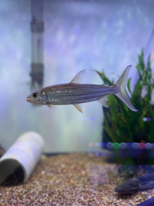 Vittatus Tiger Fish (Hydrocynus Vittatus)