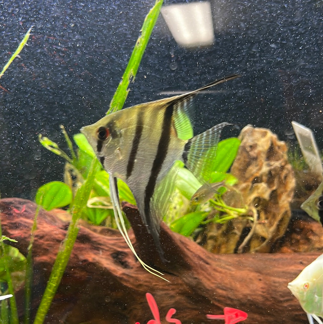Peruvian Discus Discus/Angelfish – undergroundaquaticz