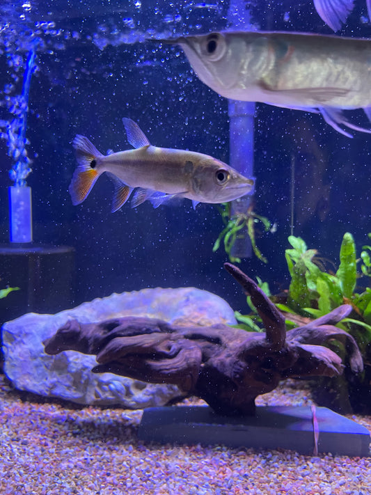 Red Tail Barracuda (Acestrorhynchus Falcatus)