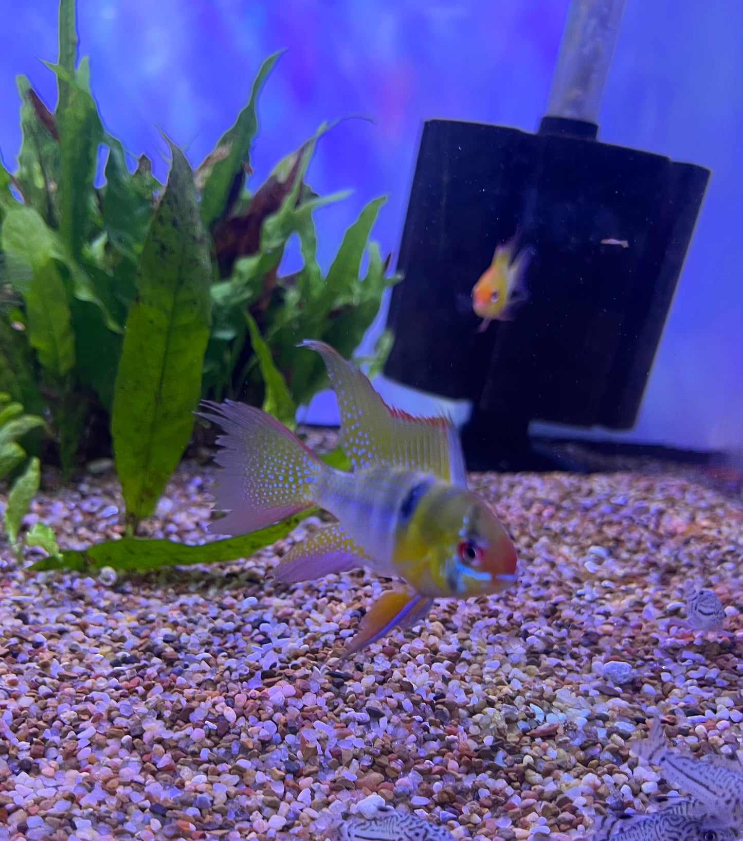 Long Fin German Blue Ram