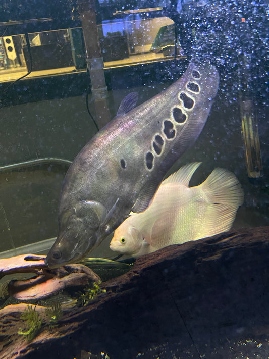 Clown Knife Fish (Chitala ornata)