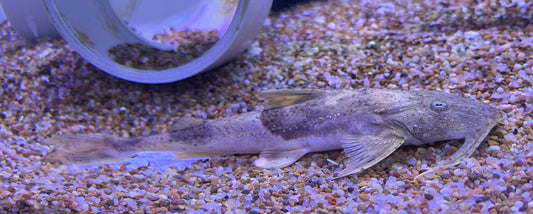 Goonch Catfish (Bagarius spp)