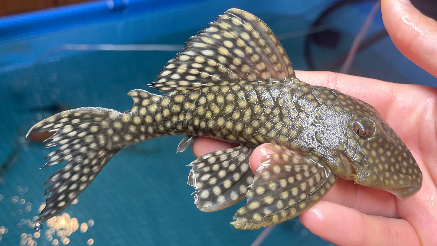 L019 SILVER SPOT NUGGET PLECO