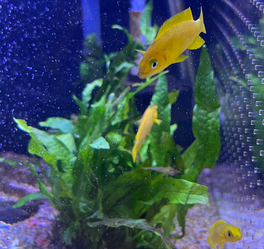 Leleupi Cichlid (Neolamprologus Leleupi)